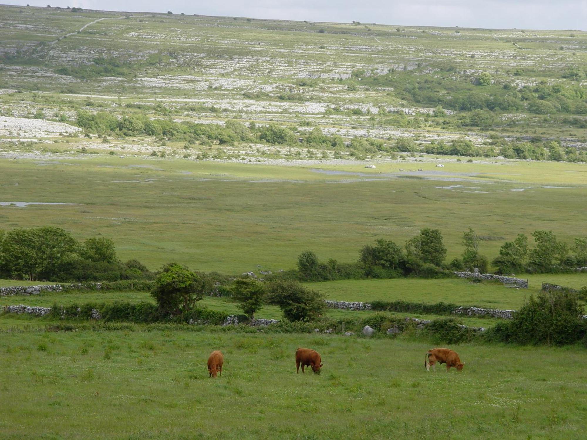 Clare'S Rock Self-Catering Accommodation Carron Eksteriør billede